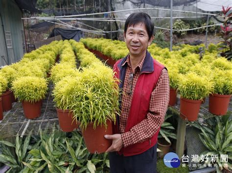 三爪金龍種植|三爪金龍 – 菁芳園綠生活